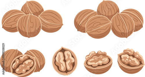 Walnut Collection with Whole Walnuts and Cracked Walnut Halves Flat Cartoon Illustration Isolated