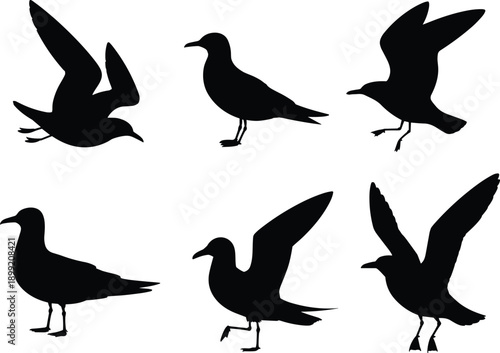 Seagull silhouette set isolated on white background, black flying and standing seabird icons collection for wildlife, nature and design use