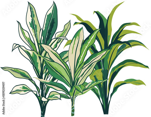 Graphic illustration of lush green foliage in varying shades, isolated on black