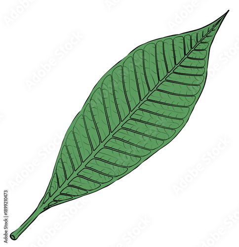 Green leaf illustration with detailed veining on a black background