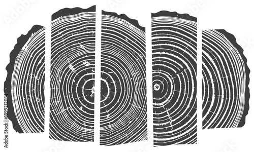 Black and White Vector Illustration of Tree Rings Split into Five Vertical Panels Wood Annual Growth Rings Texture Abstract Graphic