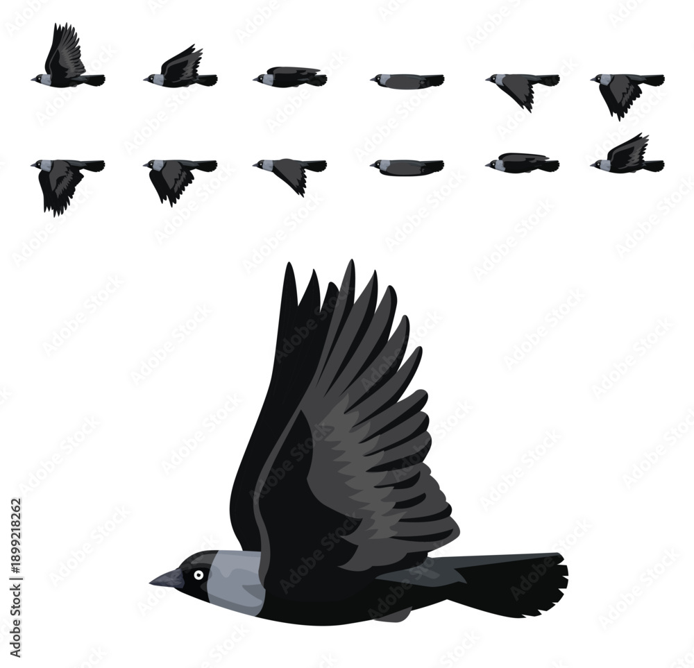 Obraz premium Jackdaw Bird Flying Animation Sequence Cartoon Vector