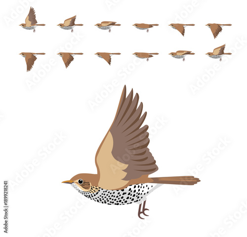 Song Thrush Bird Flying Animation Sequence Cartoon Vector