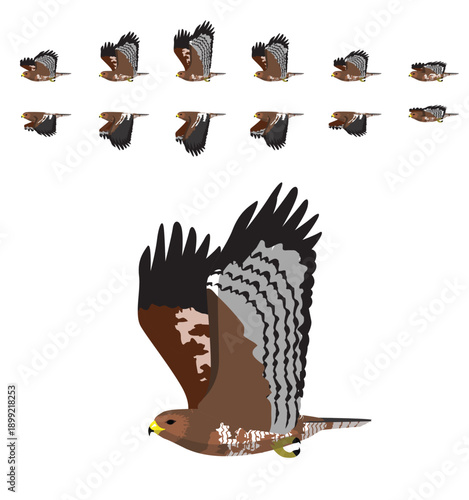 Common Buzzard Flying Animal Animation Sequence Cartoon Vector