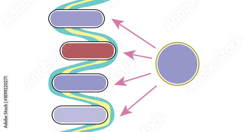 Molecular interaction of a regulatory protein with a specific gene sequence