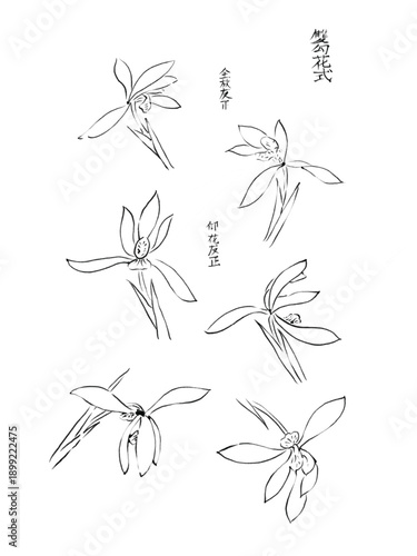 A delicate line drawing of six orchid flowers with Chinese characters