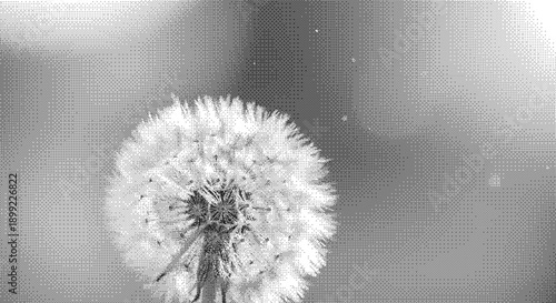 A dandelion seed head blowing in the wind, captured in a close-up black and white photograph, showcasing delicate seeds dispersing into the air.