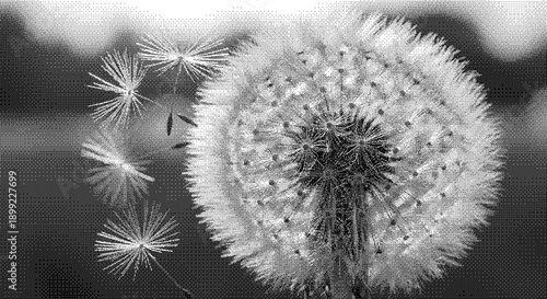 Dandelion seeds dispersing in the wind, captured in a close-up black and white photograph from a front viewpoint