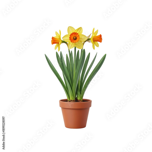 Wallpaper Mural Potted yellow and orange daffodil flowers isolated on transparent background Torontodigital.ca
