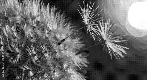 Close-up of dandelion seeds blowing in the wind against a dark sky with a bright moon shining through