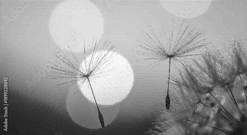 Dandelion seeds blowing gently in the wind, captured in a serene black and white close-up photograph from a low angle viewpoint