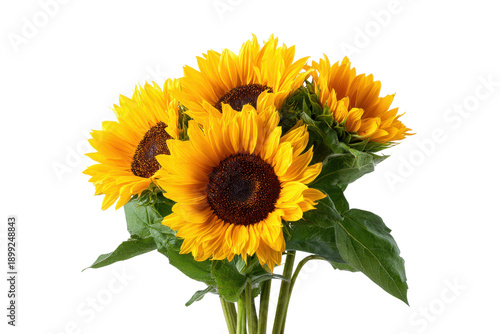Bunch of bright yellow sunflowers with dark brown centers and green leaves image, Isolated On White Background, Png Transparent