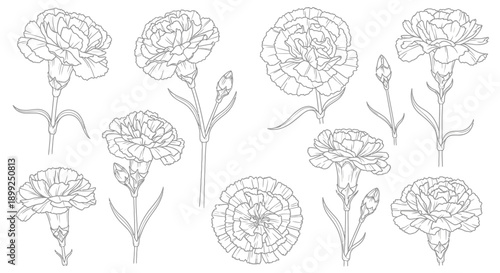 A collection of detailed line drawings of carnation flowers and buds, showcasing their intricate petal structures and stems.