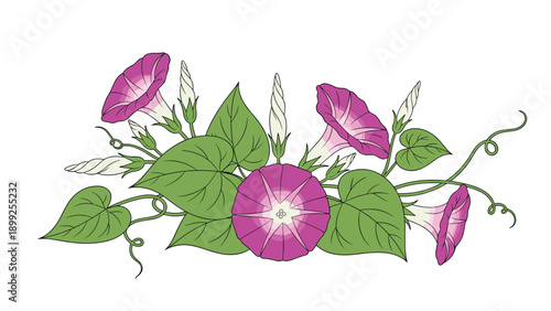 Beautiful morning glory flowers in purple and pink shades with green leaves and buds isolated on a plain white background.