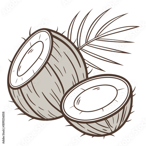 A detailed illustration of a coconut split open to reveal its inner texture and structure