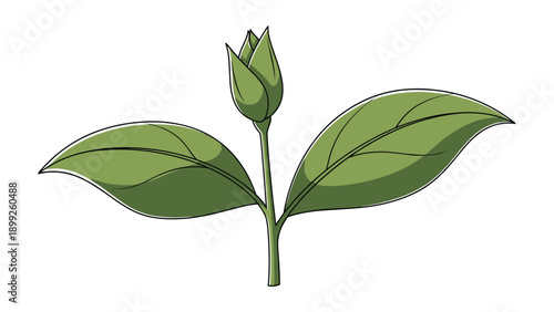 Young green plant sprout with two large leaves and a central bud representing growth and new life on a white background.