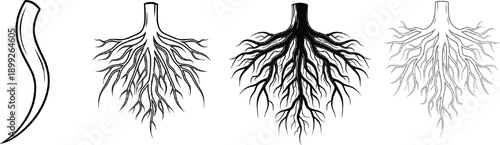 Black line art illustrations of intricate tree root systems and a single curved trunk section isolated on grey background for botanical study