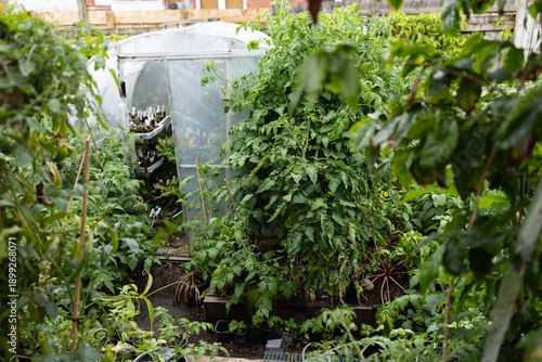 Lush tomato plants thrive in a garden in Auckland, New Zealand, near a greenhouse, showcasing urban gardening and fresh produce cultivation.