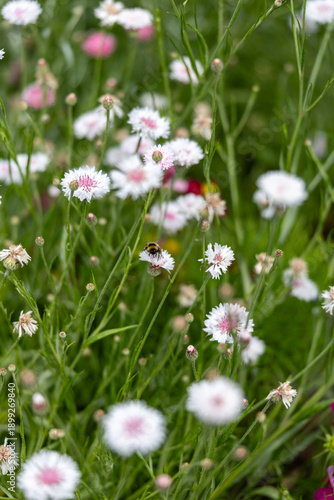Foto A bee pollinates a white and pink flower in a field of wildflowers in Cornwall park, Auckland, Auckland, New Zealand, in a garden in the city during the daytime