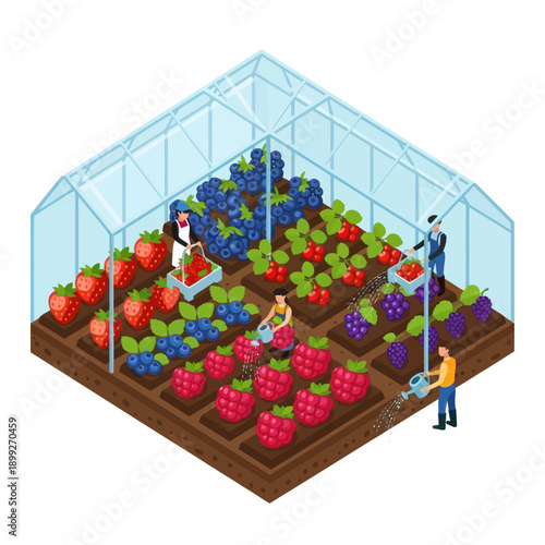 Greenhouse with People Harvesting Fresh Fruits.