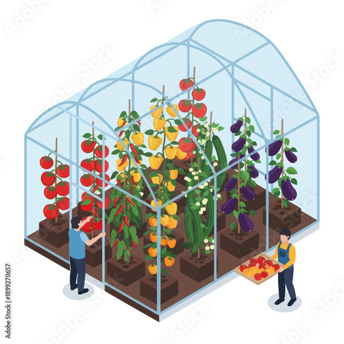 Greenhouse with Tomatoes and Vegetables Inside.