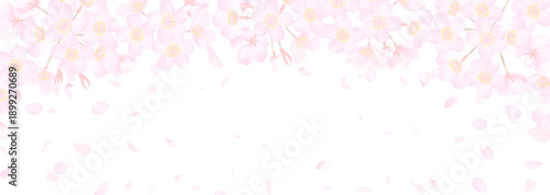 白地に繊細な桜の花のベクターイラスト