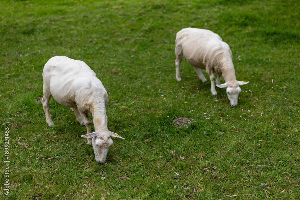 Fototapeta premium Two recently shorn sheep graze on lush green grass in a field in tCornwall park, Auckland, Auckland, New Zealand