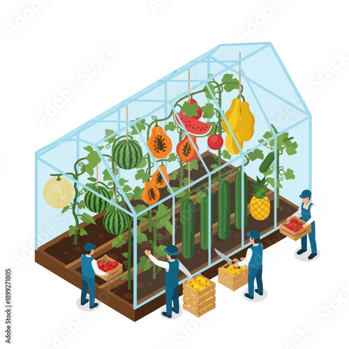 Farmers Harvesting Crops in Greenhouse.