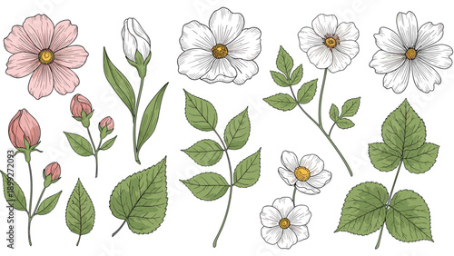 Collection of various wild rose botanical illustrations including delicate flowers and buds and green leaves shown from different perspectives.