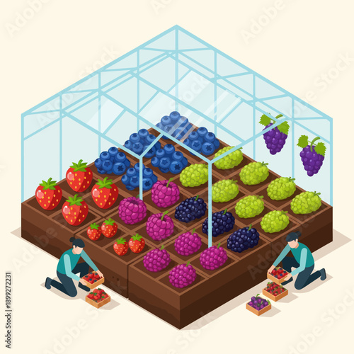 Colorful Berries Growing in Greenhouse Garden.