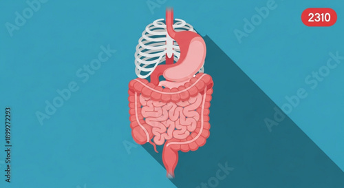 A vector graphic illustration of the human digestive system with a blue background