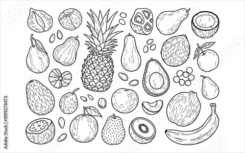 A collection of various fruits illustrations