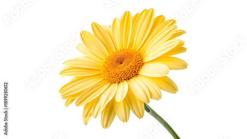 A yellow flower with long petals grows from a green stem isolated on transparent background