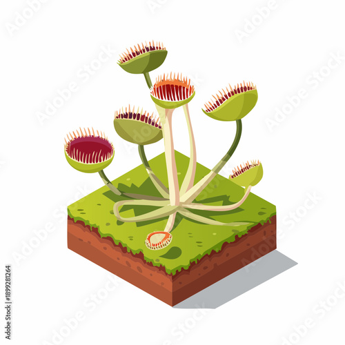Carnivorous venus flytrap plant isometric view