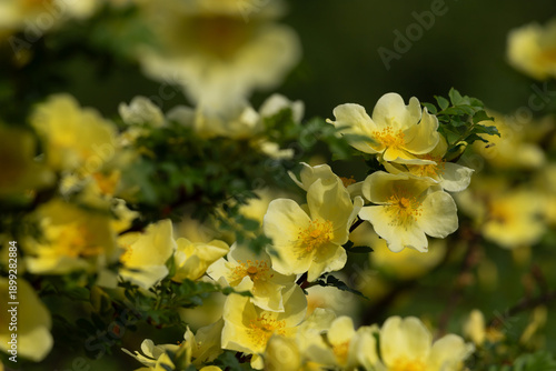 A large clump of pale yellow hip roses, with delicate petals, golden centers,...