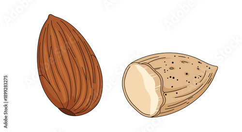 Simple illustration of two almonds with one whole nut showing its brown skin and another cut in half to reveal the white center.