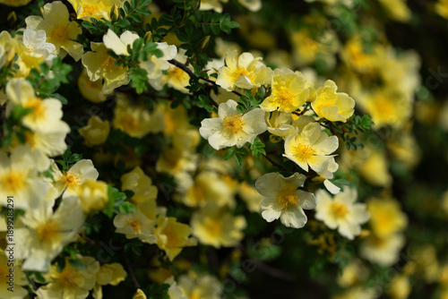 A large clump of pale yellow hip roses, with delicate petals, golden centers,...