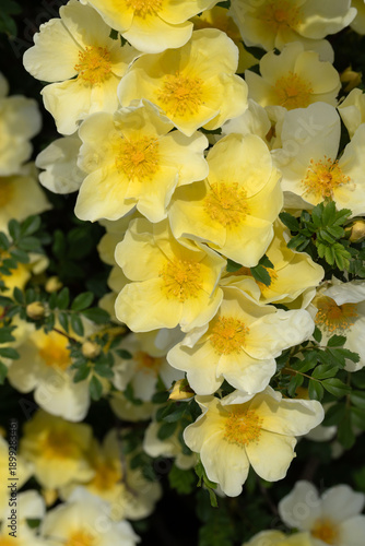A large bush of bright yellow dog roses with petals in a spring garden. The b...