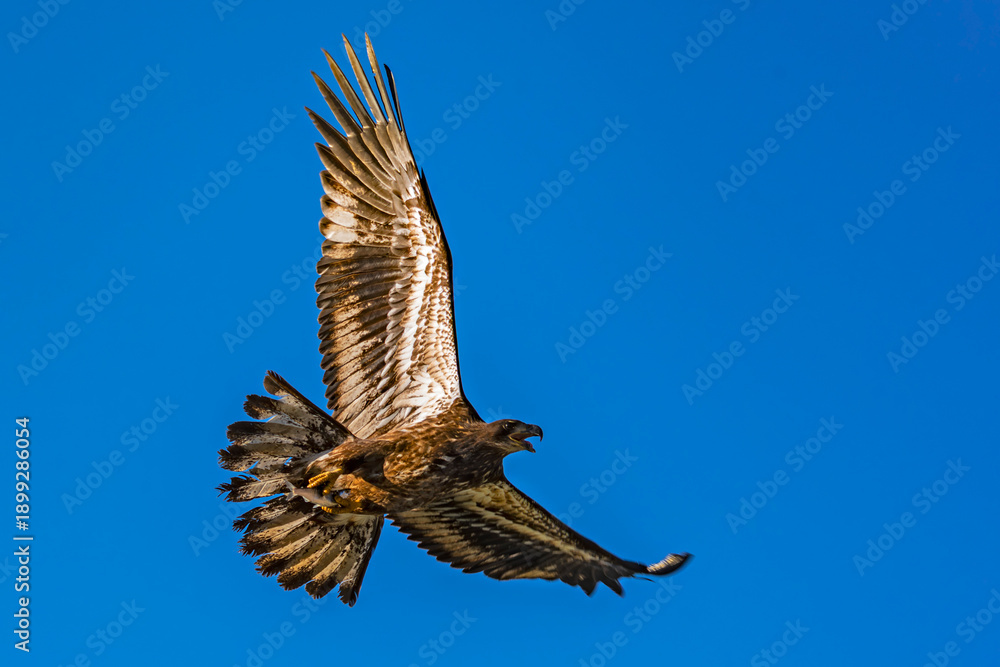 Fototapeta premium Bald Eagle immature with fish in talons Idaho