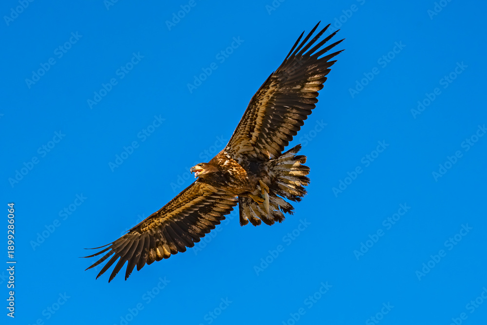 Obraz premium Bald Eagle immature with fish over the Boise River Idaho