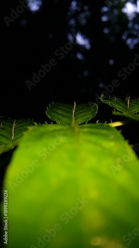 4k vertical aesthetic footage Close up of thorny leaves at night. World Environment Day on June 5th. World Wildlife Conservation Day on December 4th. World Nature Conservation Day on July 28th.