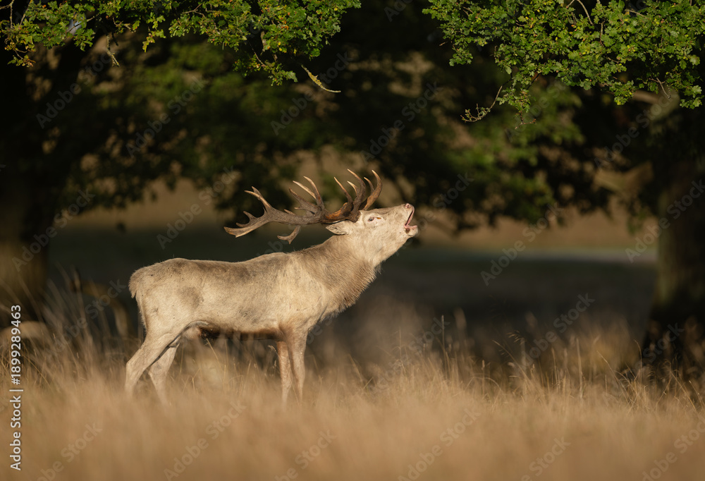 Naklejka premium Deer male buck ( Cervus elaphus ) during rut