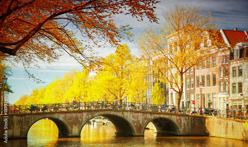 Photography Golden trees in autumn in Amsterdam