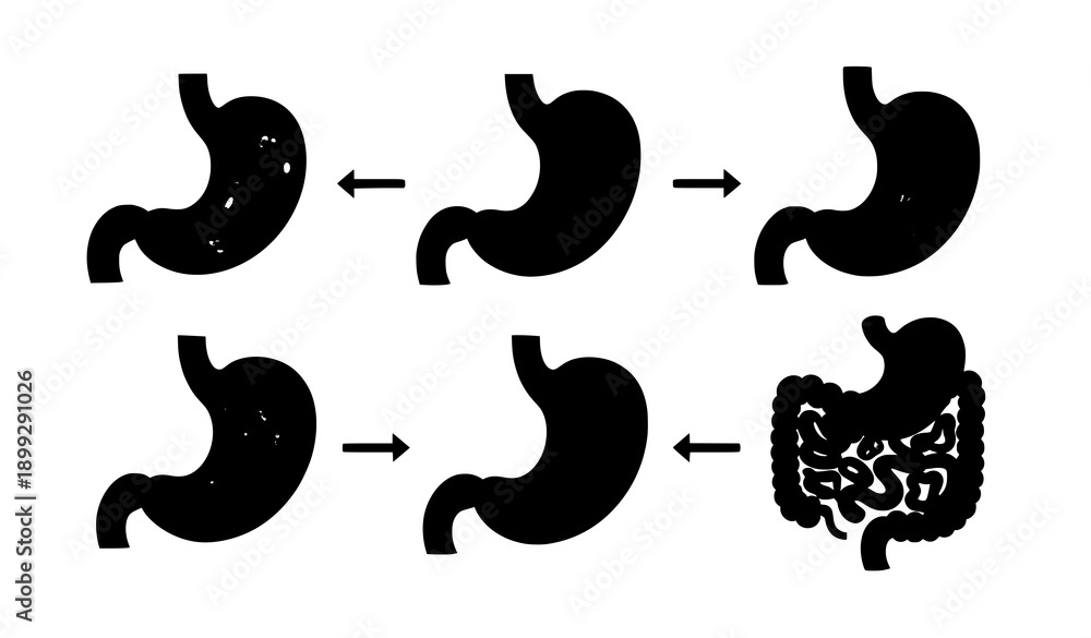 Fototapeta premium Human Stomach Digestion Process Vector Set with Step by Step Anatomical Views