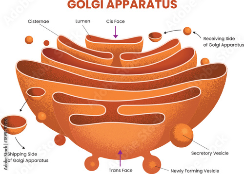cell biology illustration of Golgi Apparatus Structure Diagram