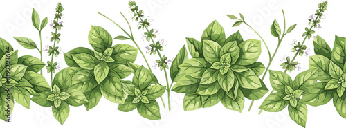 Watercolor Basil Herb Border With Fresh Green Leaves And Flowering Stems For Botanical Cooking Packaging Design