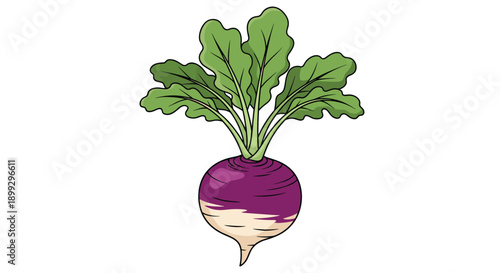 Vibrant illustration of a fresh turnip root vegetable with a purple top and long green leafy stems against a clean white background for cooking.