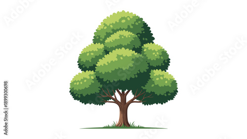 Beautiful green leafy tree with a thick brown trunk stands alone on a white background, representing nature and growth in summer.