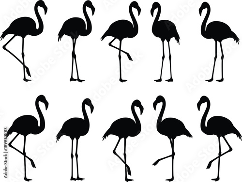 Flamingo silhouette collection, bird poses, standing flamingos, nature icons, tropical wildlife, black vector set, curved necks, minimal design, leg variations