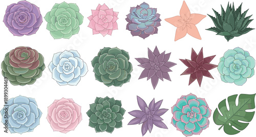Succulent plants illustration set, pastel cactus and echeveria collection, modern botanical elements, flat vector style, decorative houseplant design pack